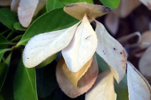 开云·体育官网APP下载-法甲防守阵型转换与对手控球比变化的动态关系研究，法国足球防守型中场